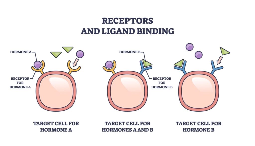Receptor saturation diagram mapping ligand binding after completing a bacteriostatic water reconstitution guide.