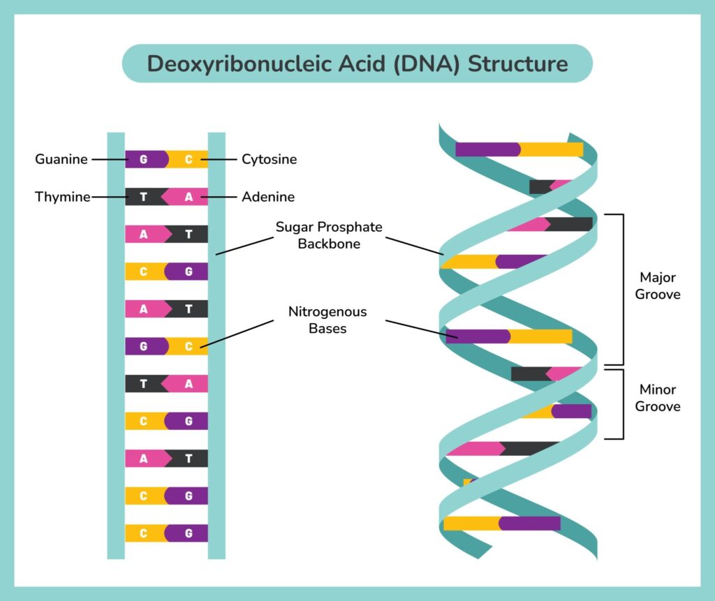 Detailed DNA double helix molecular diagram showing the major groove site where short-chain peptide bioregulators bind.