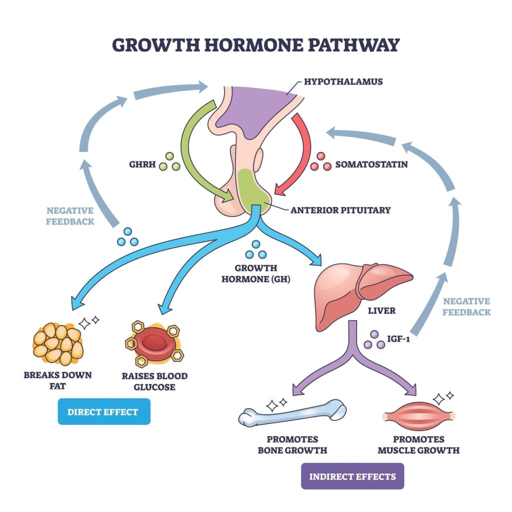 Endocrine feedback chart mapping cellular targets for Ipamorelin selective secretagogue research
