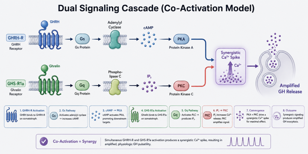 Schematic diagram of the GHRH-R and GHS-R1a dual signaling co-activation pathway showing synergistic intracellular calcium elevation and growth hormone release.