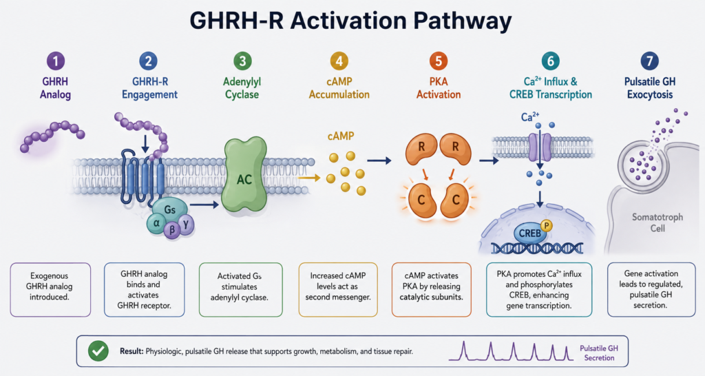 Diagram of the GHRH-R activation pathway showing adenylyl cyclase and cAMP signaling leading to pulsatile GH exocytosis