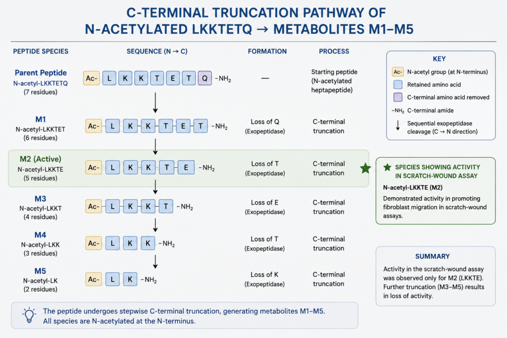 Schematic of the sequential C-terminal truncation of N-acetylated LKKTETQ into metabolites M1 through M5, with the LKKTE metabolite marked as the species assessed in the Rahaman scratch-wound assay.