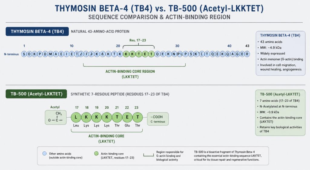 Comparison diagram showing thymosin beta-4 as a 43-residue parent protein with residues 17 to 23 highlighted as LKKTETQ, alongside three columns distinguishing thymosin beta-4, the non-acetylated heptapeptide LKKTETQ, and N-acetylated TB-500, each with its cited literature.