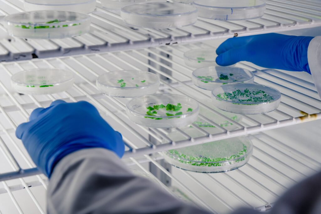 Cultured cells in a laboratory assay plate, representing the proliferation endpoints affected by trifluoroacetate counterion load in peptide reagents.